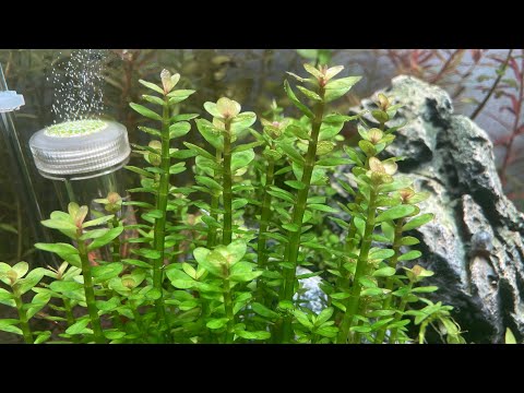 Update on 10 Gallon High Tech Experiment Tank Lean Trying lean fertilization and nitrate limitation