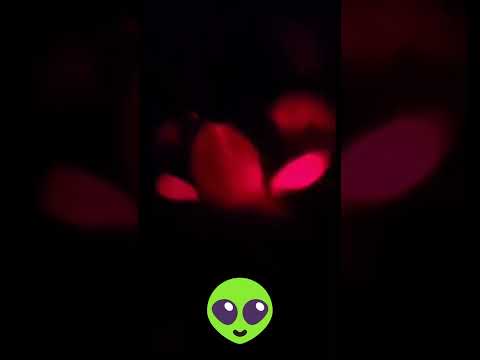 The Funniest Alien Cat You've Ever Seen! 👽😸