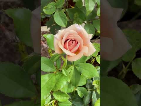 Hoa hồng trong gió.. #sudidaudo #rose