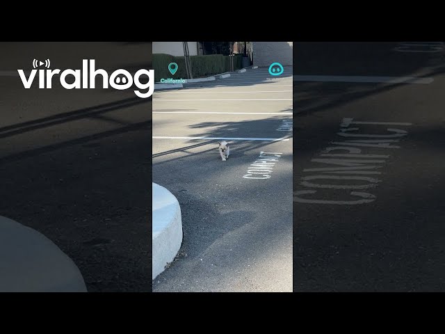Stray Kitten Runs To Meowing Person || ViralHog Shorts
