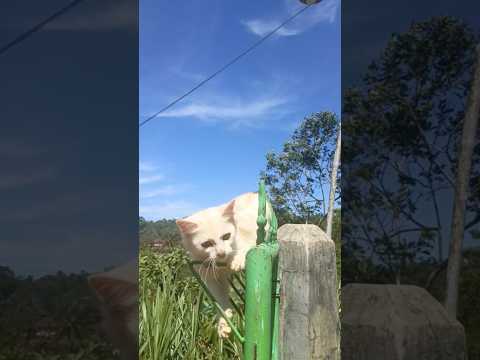 kepeleset dikit ga ngaruh cil