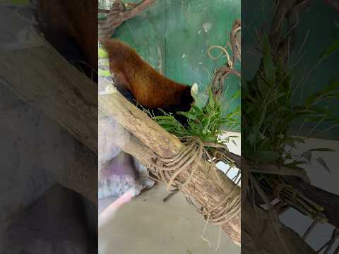令花ちゃんの笹モグモグタイム｜大森山動物園のレッサーパンダ速報 サムネイル