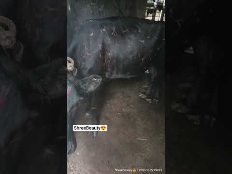 #ದೀಪಾವಳಿ ಹಬ್ಬದ ತಯಾರಿ//ಗೋಪೂಜೆ//ಬ್ರಹ್ಮಾವರ ಭಾಗ 10