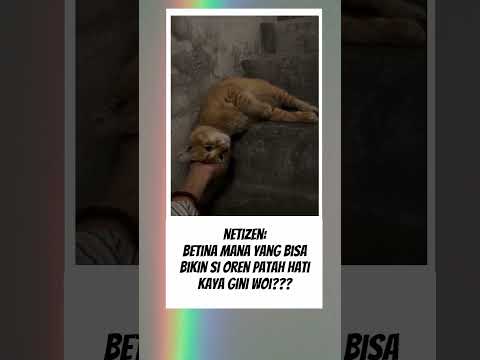 Ternyata kucing oren bisa patah hati juga #kucing #fyp #videolucu