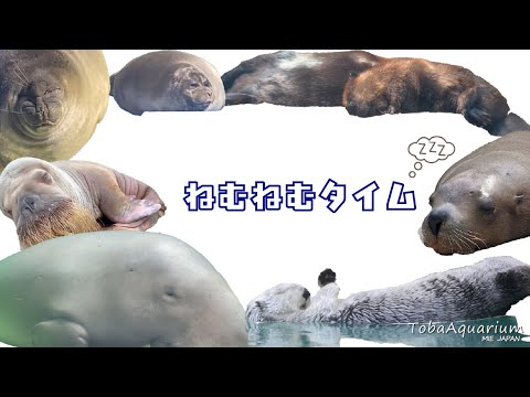 《鳥羽水族館》動物たちのねむねむタイム😪