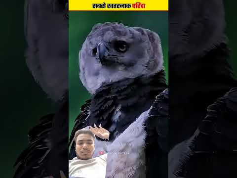 सबसे खतरनाक परिंदा 😮😮 #facts #factsinhindi #amazingfacts #animals #wildlife #shortsvideo #shortsfeed
