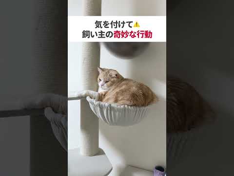 #猫 #猫好きさんと繋がりたい #猫動画 #ねこ #cat #子猫 #猫のいる暮らし