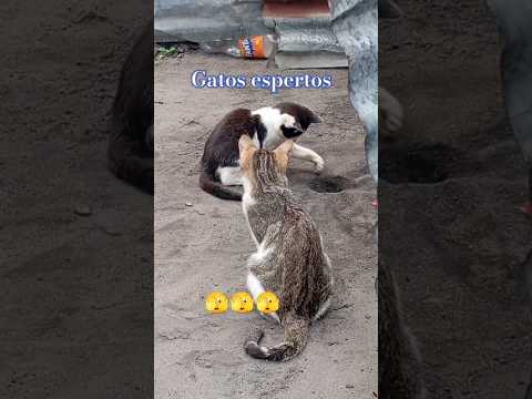 #gatos espertos