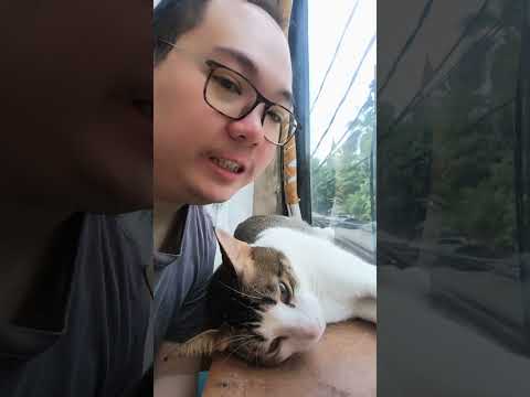 kucing punya privilege kayak gini nih