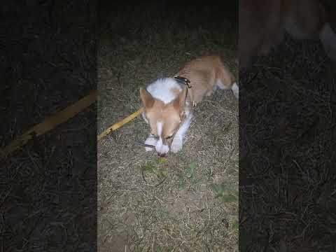 clip from oct 28th livestream #corgi #doggielife #puppy #cutedog