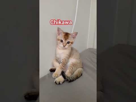 chikawa #music #cat #lover #catlovers #cat #catvideos