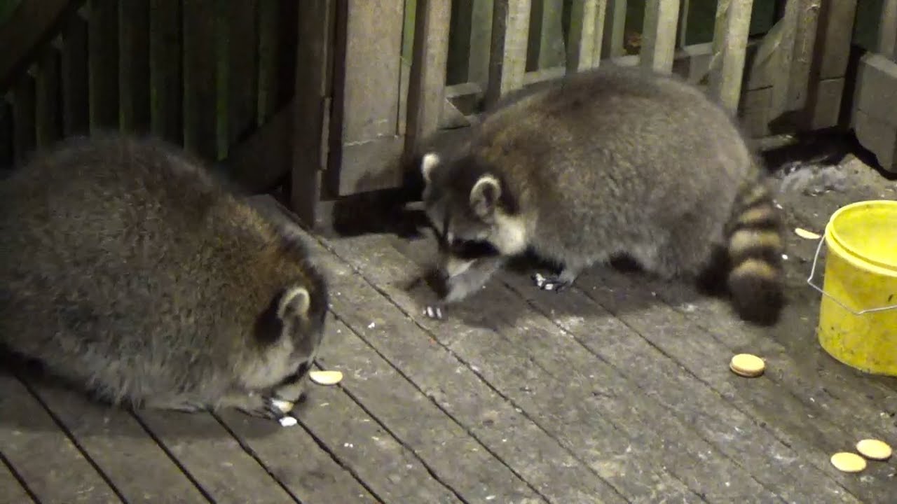 Wednesday 29 Oct 25 Raccoon Diner