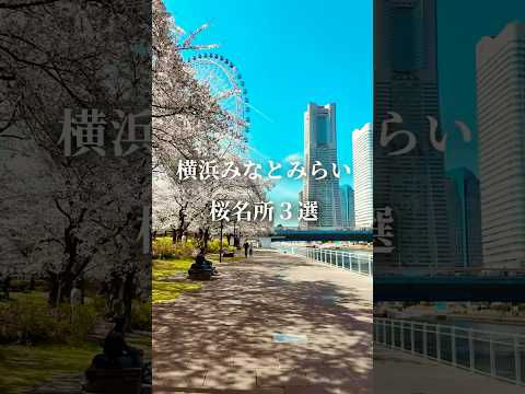 【横濱みなとみらい】櫻の名所3選！私が實際に歩いて嚴選しました