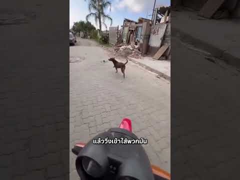 วิธ๊ไล่หมาเจ้าถิ่น ที่โคตรบ้า #สัตว์โลกน่ารัก