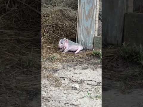 #viral #viralvideo #foryou #shorts