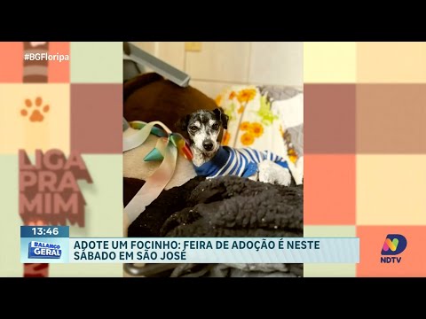 Domingo solidário: ONG Adote um Focinho realiza almoço beneficente para ajudar animais resgatados