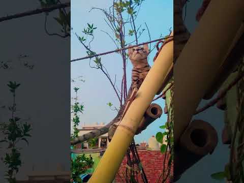 #cat #cats #catvideos #catshorts #catlovers #catvideo #catlife