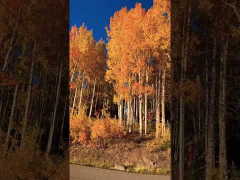 The Colors Of Autumn Of Grand Mesa, Colorado! #nature  #colorado  #colorchange  #mountains  #autumn