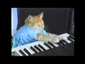 Play spiderman off, keyboard cat.