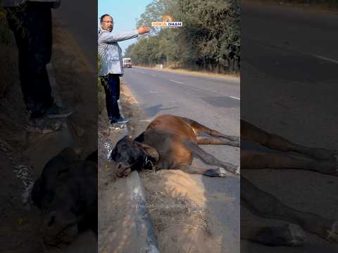 Bull Road Accident | Badly Unconscious | Painless #Bull #Rescue #animals #shots #fyp