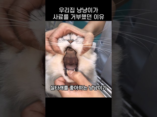 "저게 왜 입속에.." 병원가서 알게된 냥냥이가 밥을 거부했던 이유