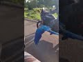 Macaw joins police on patrol in Brazil