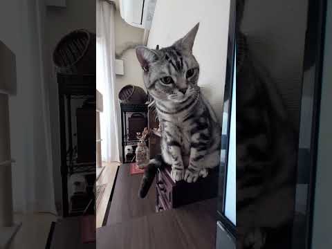 猫の動画サムネイル - アメショーのラッテ#アメリカンショートヘア #アメショー #アメショ#猫との暮らし #猫と暮らす家
