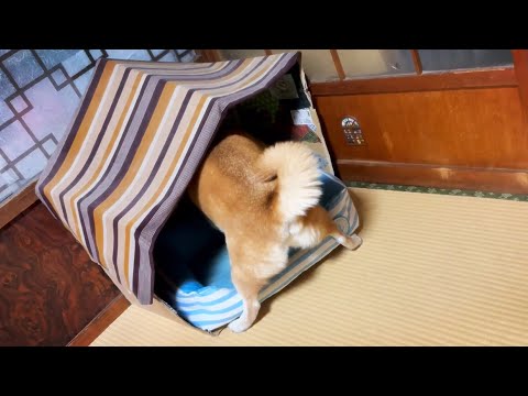 自力でお引っ越しをするもも Momo moves her own bed