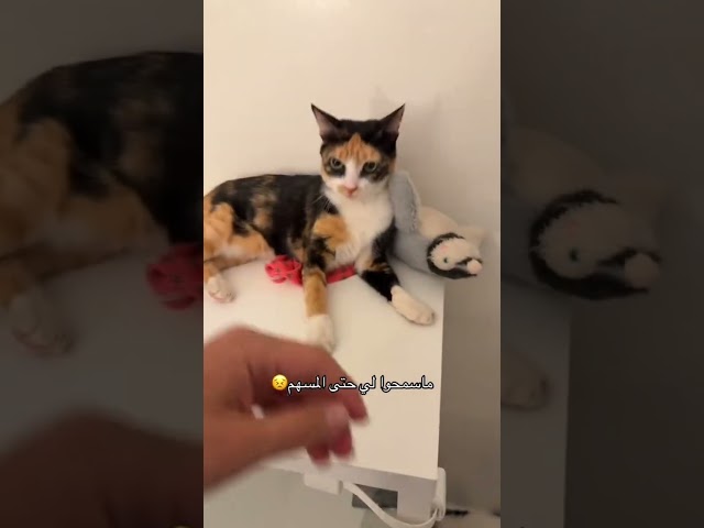 بخشم التونة ! #هتضحك #catfunny #اكسبلور #كوميديات #catvideos #قطط #funnycatvideos #funny #funnycat