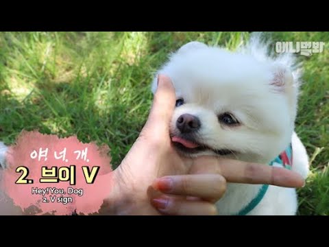 You’ll get fomo if you don’t watch this Pomeranian.. Cuz it’s so cute