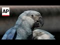Recovery of the Spixs Macaw threatened by climate change