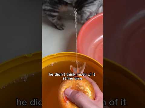 Goldfish Squirting 