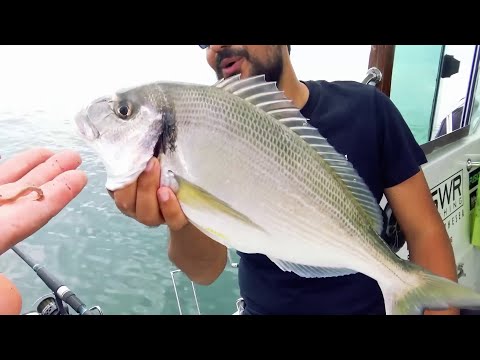 Bolentino in Corrente ad Orate (Italcanna)