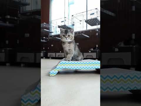 Anak kucing Lucu#short