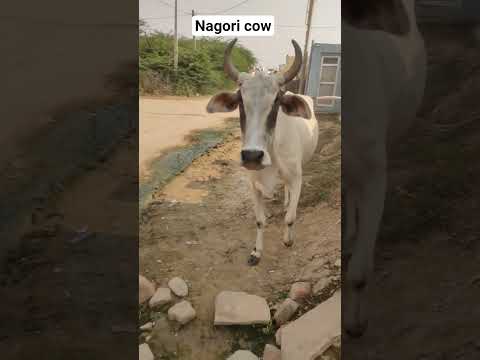 नागौरी गाय की सुंदरताBeutiful nagori breed cow #cow #nagori_cow #nagori_breed