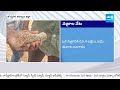 Laborers Searching For Diamonds | Jonnagiri | Kurnool District | @SakshiTV  - 03:01 min - News - Video