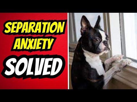 How To Treat Dog Separation Anxiety. PROVEN Techniques To Transform Your Dog's Life!