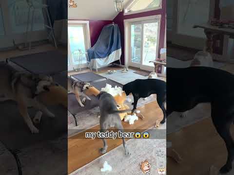 The Most Hilariously Cute Dog#funnydogs#cute#doglover#FunnyCuteDog#AdorablePuppy#FunnyCuteDog