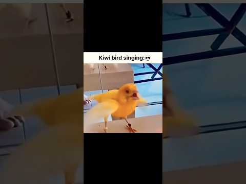 Bird song🤣#animals #mreita