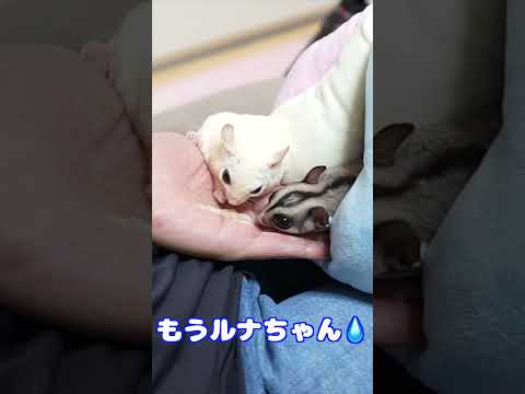 ちゅ〜るが大好き過ぎるモモンガがこちら #フクロモモンガ #癒し #おやつ