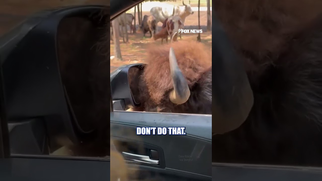 Bison SCRATCHES against car mirror during CLOSE safari encounter #foxnews #news #shorts #animals