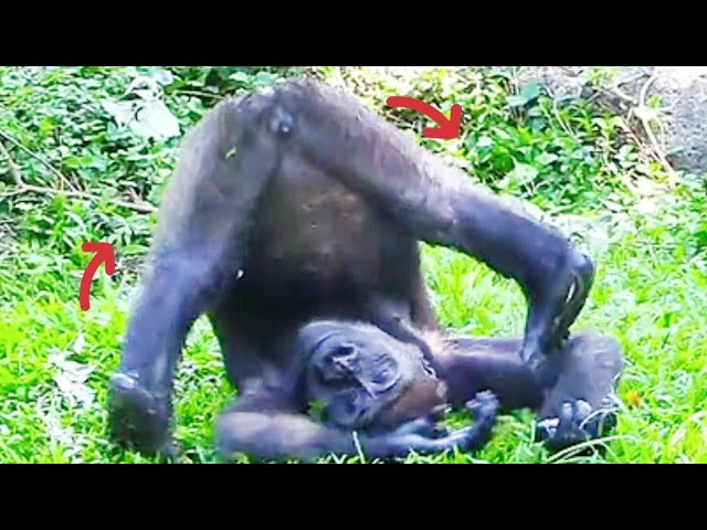 Jabali Rolls Around on the Grass—So Cool and Refreshing!😆🤪呷百二在草地上翻滾，涼快得不得了！