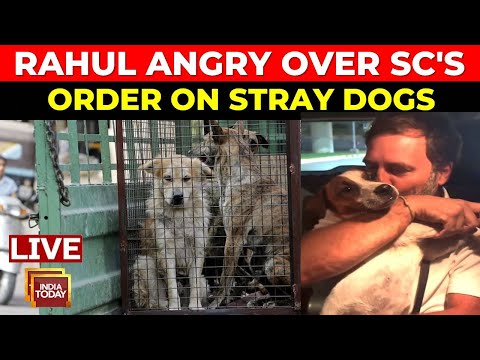 LIVE: Rahul Gandhi Slams Sc's Order On Stray Dogs | Bollywood Slams SC  Order On Stray Dogs