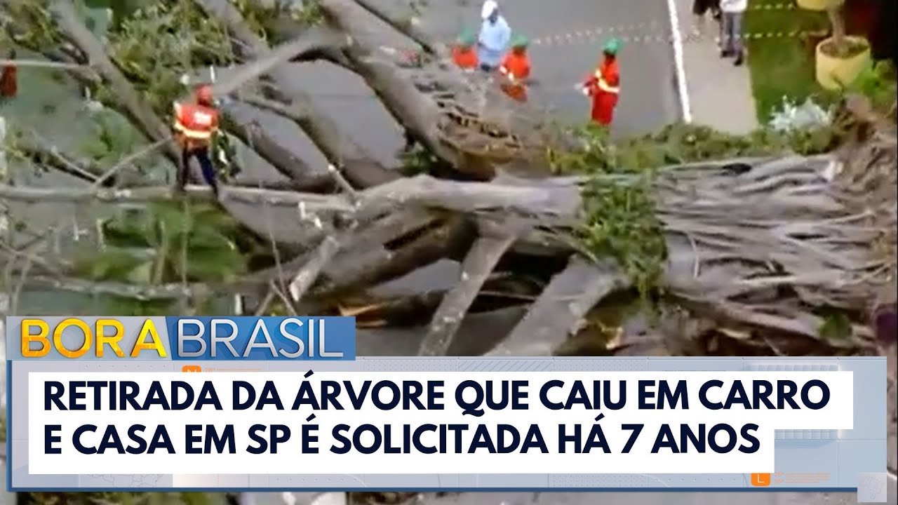 Retirada da árvore que caiu em carro e casa em SP é solicitada há 7 anos  TV Online Retirada da árvore que caiu em carro e casa em SP é solicitada há 7 anos