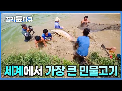 세계 최대 담수어, 아마존 대형 물고기를 잡았습니다. 성인 남자 8명이 뭉쳐야 겨우 잡을 수 있는 아마존 괴어 ’피라루쿠‘ 낚시하기ㅣ세계테마기행ㅣ#골라듄다큐