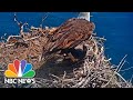 Oops! Scientist To The Rescue After Eaglet Is Kicked Out Of Nest