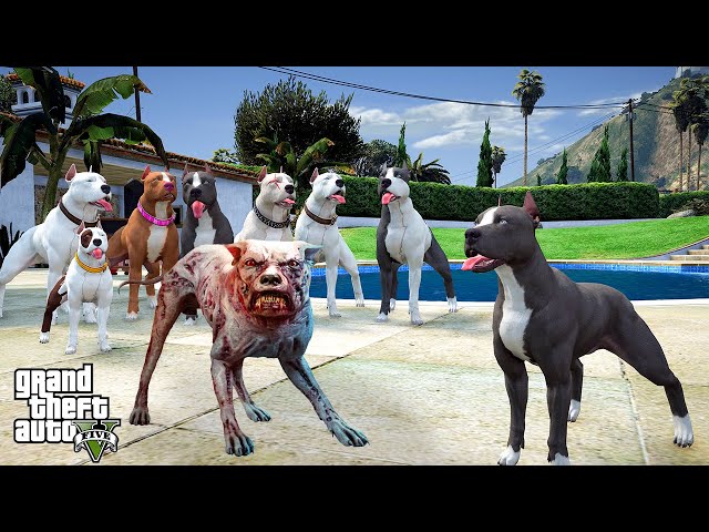 PİTBULL AİLESİNİN BİR ÜYESİ ZOMBİ OLDU! ARAMIZDA HAİN VAR! - GTA 5 PİTBULL'UN HAYATI
