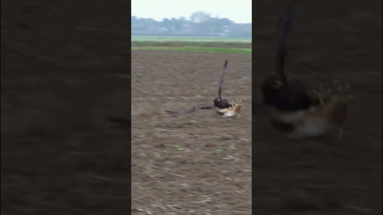 Sako #eaglehunters #goldeneagle #bullxprotraining