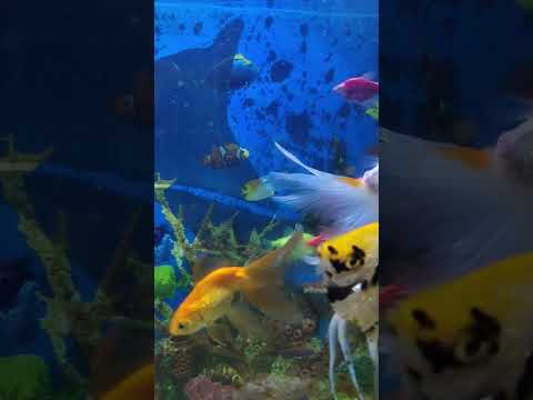 মাছের অ্যাকোয়ারিয়াম #aquarium #aquariumfish #shorts #fishingvideo #fishaquarium