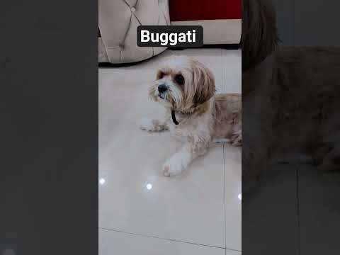 buggati #funny #dog #pet #cute #ytshorts #viral